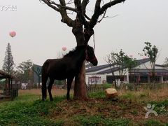 -田园东方蜜桃村的田野营地