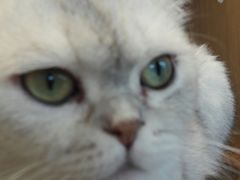 -飞行喵MR PILOT|猫舍·猫咖(静安大融城店)