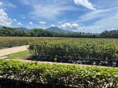 -亚龙湾国际玫瑰谷