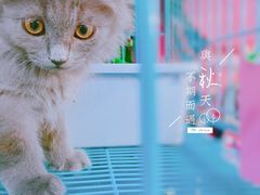 -万商花鸟市场
