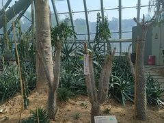 -东莞植物园
