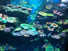 -暹罗海洋世界