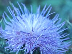 -上海佘山国家森林公园天马山园