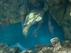 -上海海洋水族馆