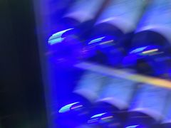 -亚马逊海鲜自助(梅溪湖步步高店)