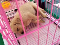 -新世界百货(顺义店)