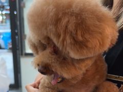 -帕帕拉兹宠物(亚洲旗舰店)