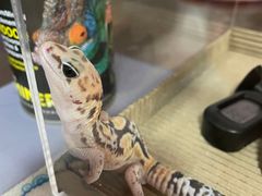 -酷以爬仙阁实体爬宠店·守宫·蜥蜴·专业繁育