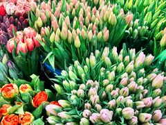 -东风国际花卉市场