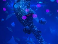 -烟台海昌鲸鲨海洋公园