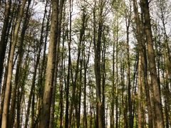 -上海共青森林公园