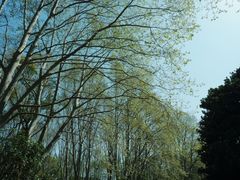 -上海共青森林公园