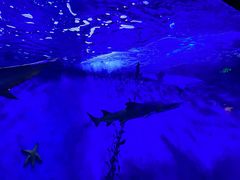 -太平洋海底世界