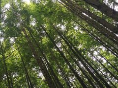 -桤木河湿地公园