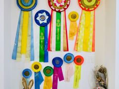 -Husky Go! 哈士奇体验馆·宠物咖啡厅狗咖