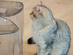 -有喵·猫咖·狗咖·30几只猫10只小狗(岗厦店)