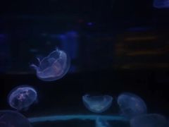 -锦艺城海洋馆
