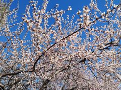 -桃花堤公园