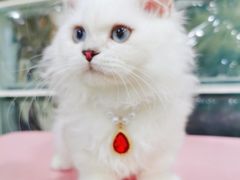 -70cat德文卷毛猫·缅因猫纯种猫舍