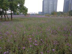 -杭州城北体育公园