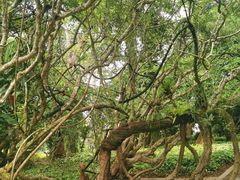 -中国科学院西双版纳热带植物园