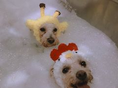 -Oh My Dog宠物沙龙(伊珊娜皮毛护理店)