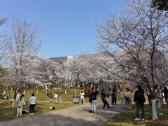 -武汉大学-樱园