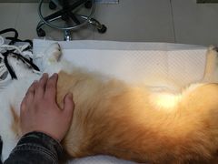 -宠福鑫康馨动物医院·骨科·眼科