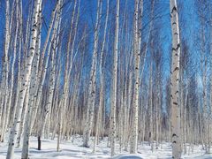 -北极村旅游风景区