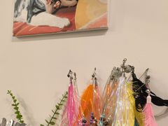 -有喵·猫咖·狗咖·30几只猫10只小狗(岗厦店)