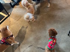 -百好乐宠物友好餐厅(朝外大街店)