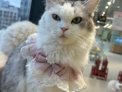 -怪兽屋·羊驼·猫咖·狗咖(俊华广场店)