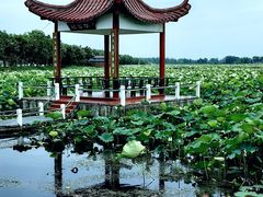 -荷花荡