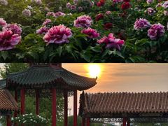-曹州牡丹园
