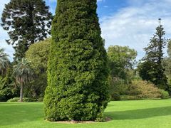 -墨尔本皇家植物园