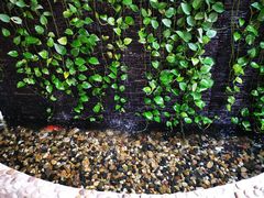 -鹅滋道(甘坑古镇店)