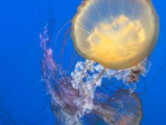 -太平洋海底世界