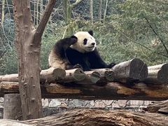 -都江堰中华大熊猫苑