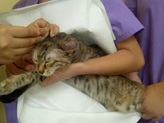 -瑞鹏宠物医院·爱宠堂·骨外专科(西荷分院)