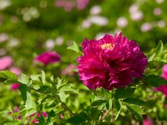 -洛阳市牡丹公园