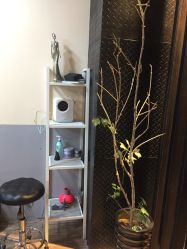 -茶发Salon·烫发染发理发