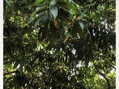 -芽庄珍珠岛游乐园