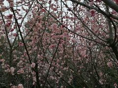 -白塘生态植物园