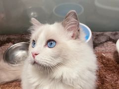 -momokira米努特·德文卷毛猫·棉花面纱犬