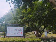 -神仙树公园