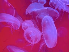 -沈阳海洋探索中心