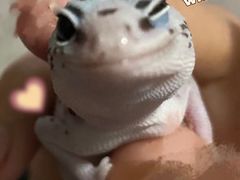 -酷以爬仙阁实体爬宠店·守宫·蜥蜴·专业繁育