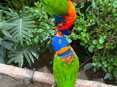 -南宫五洲植物乐园