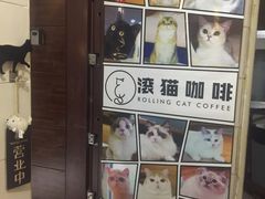 -滚猫咖啡·猫咖·猫友好撸猫(未来城店)