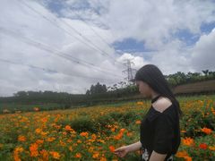 -紫颐香薰山谷景区